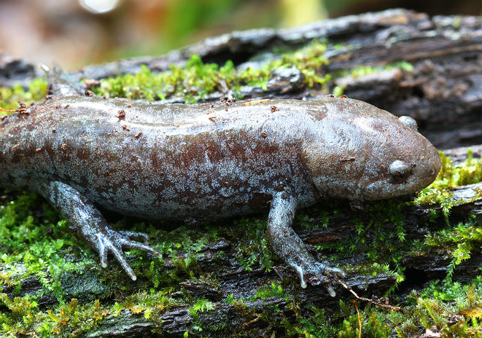 Mole Salamander